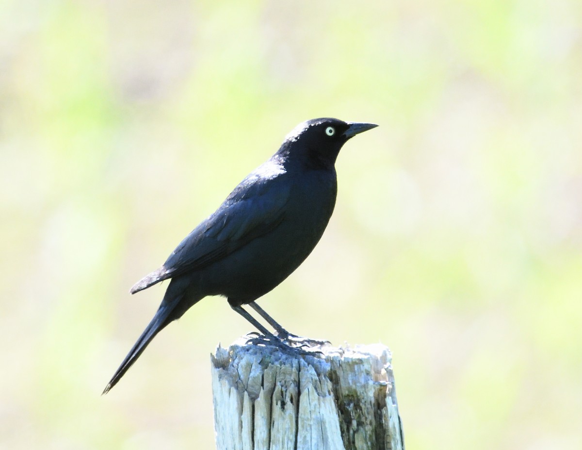 Brewer's Blackbird - Margaret Hough