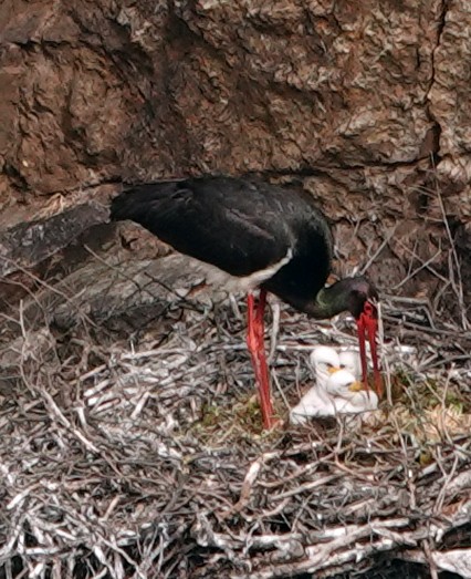 Black Stork - ML620500276