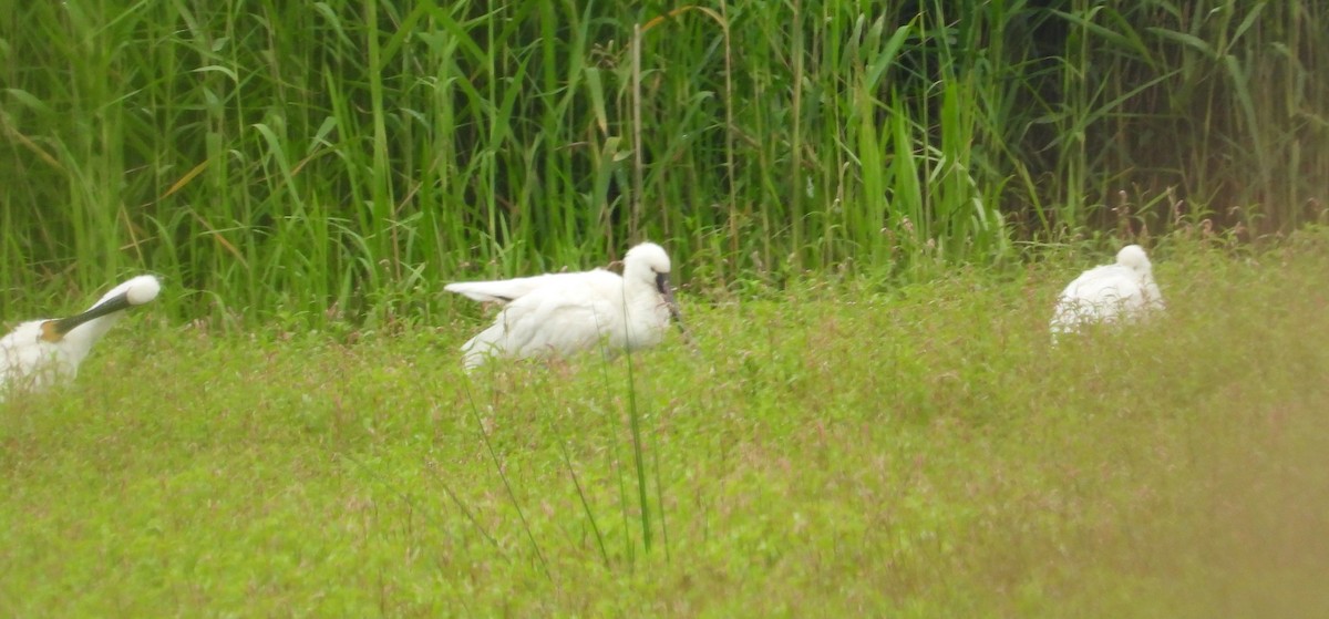 Eurasian Spoonbill - ML620500279