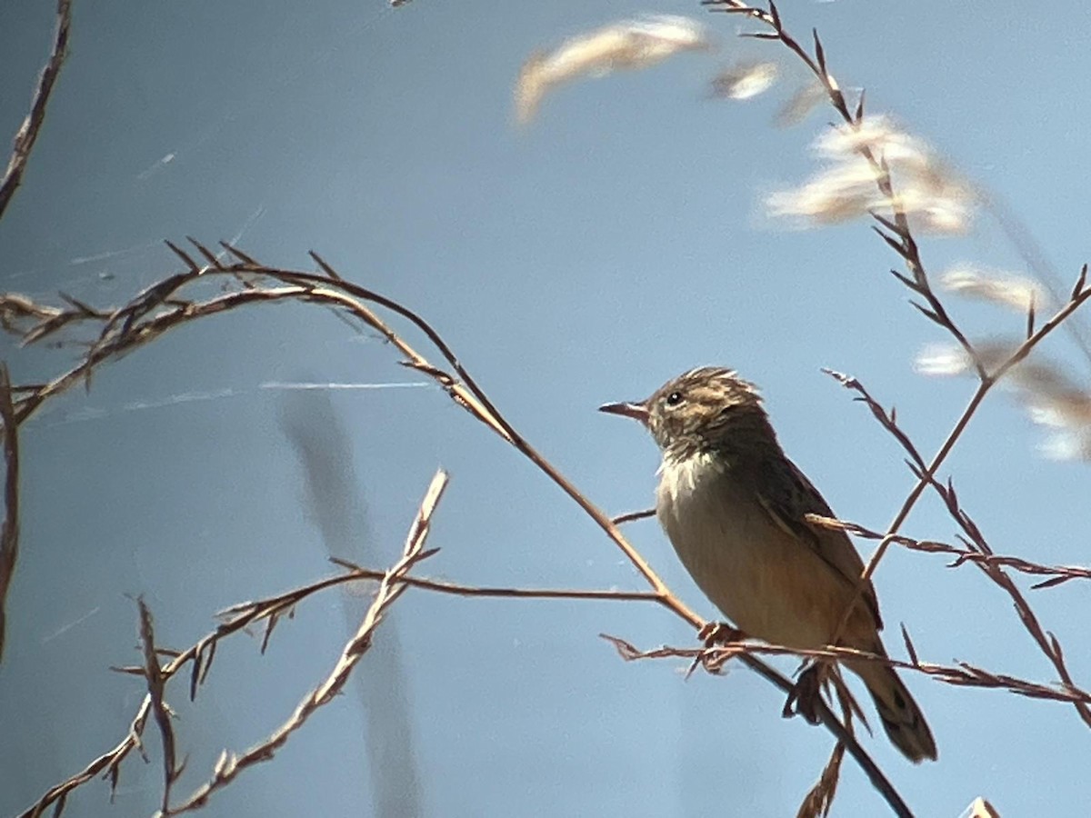 Zitting Cisticola - ML620500281