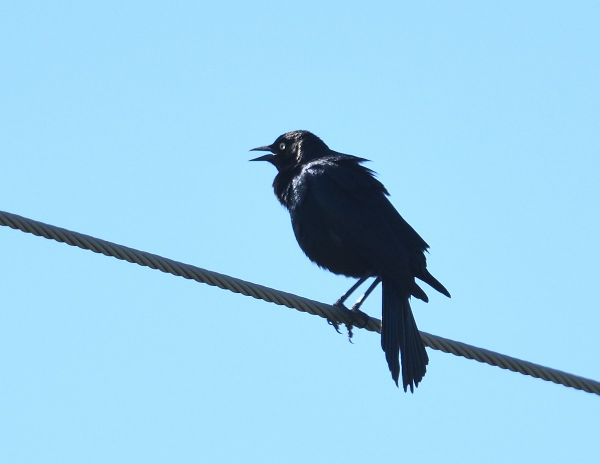 Brewer's Blackbird - ML620500284