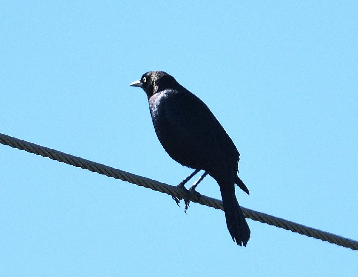 Brewer's Blackbird - ML620500285