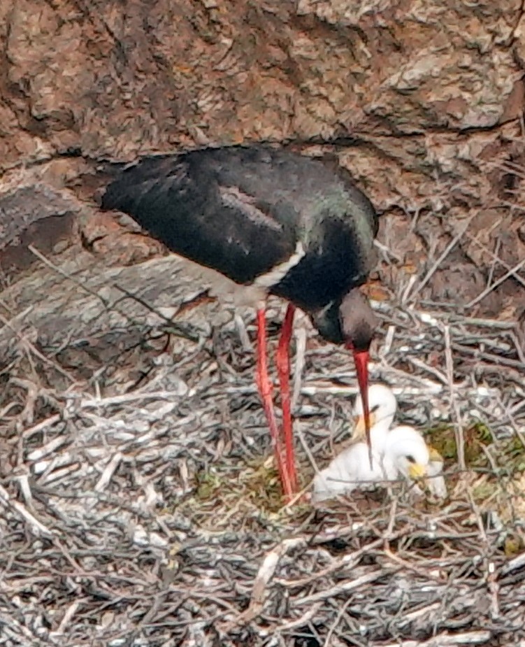 Black Stork - ML620500287
