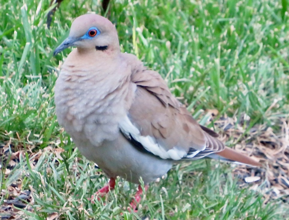 White-winged Dove - ML620500289