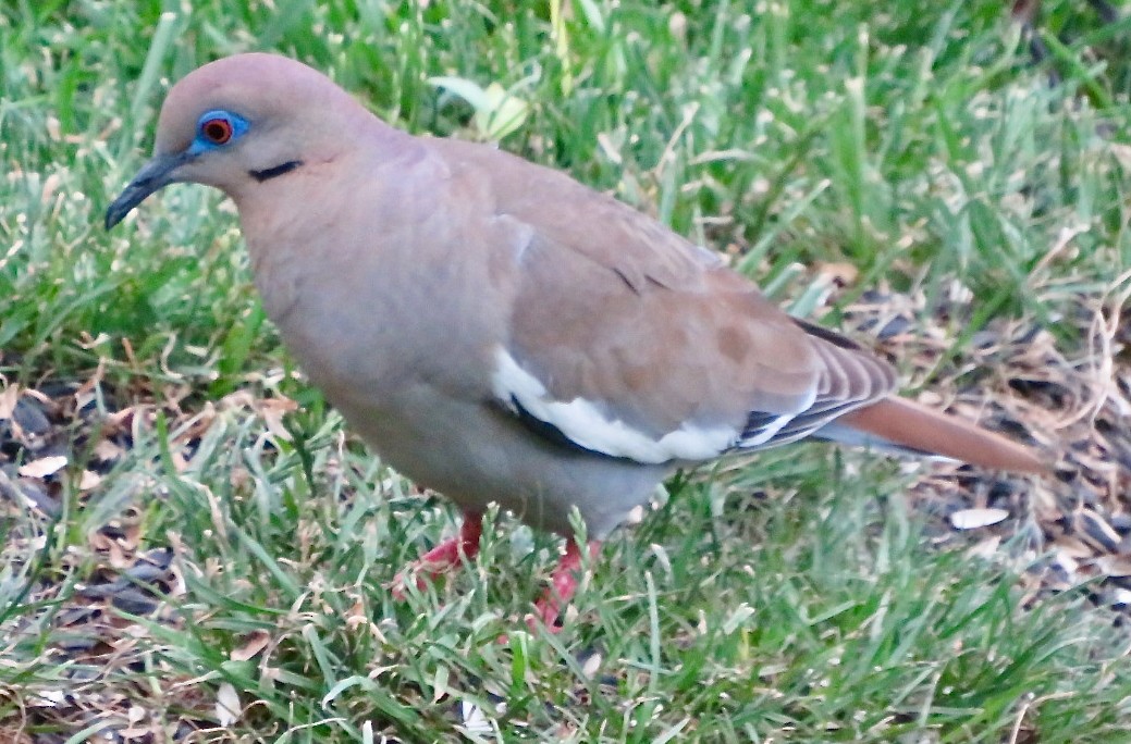 White-winged Dove - ML620500290