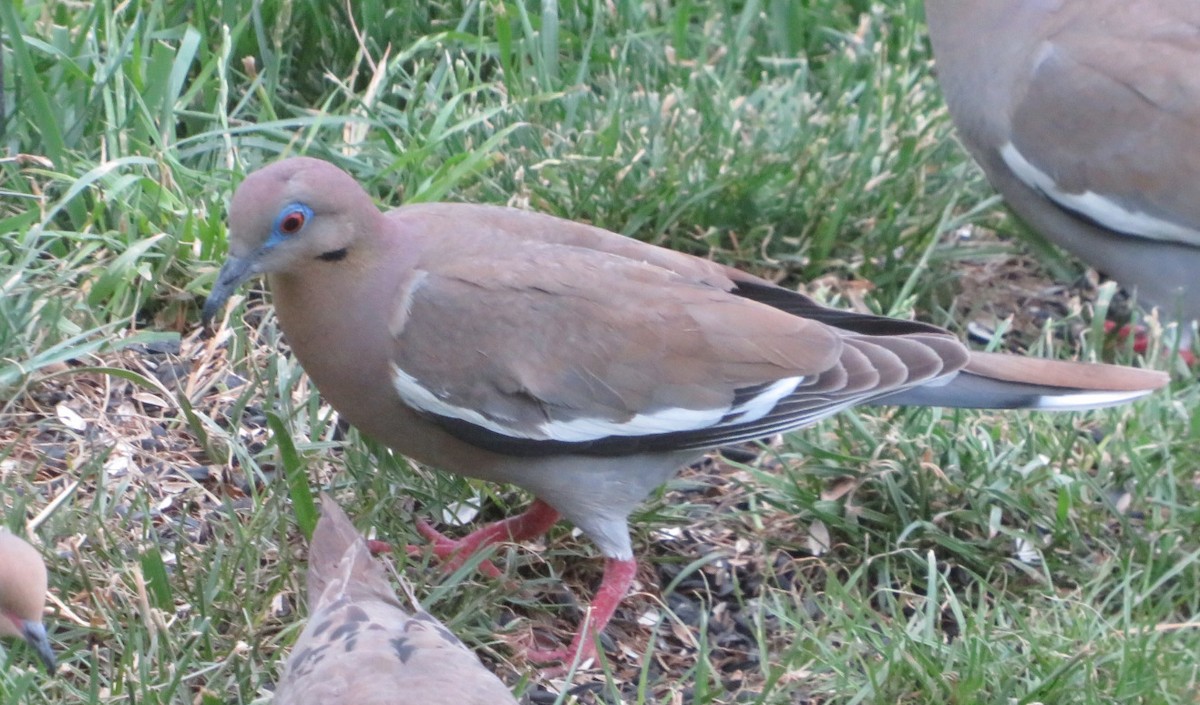 White-winged Dove - ML620500291
