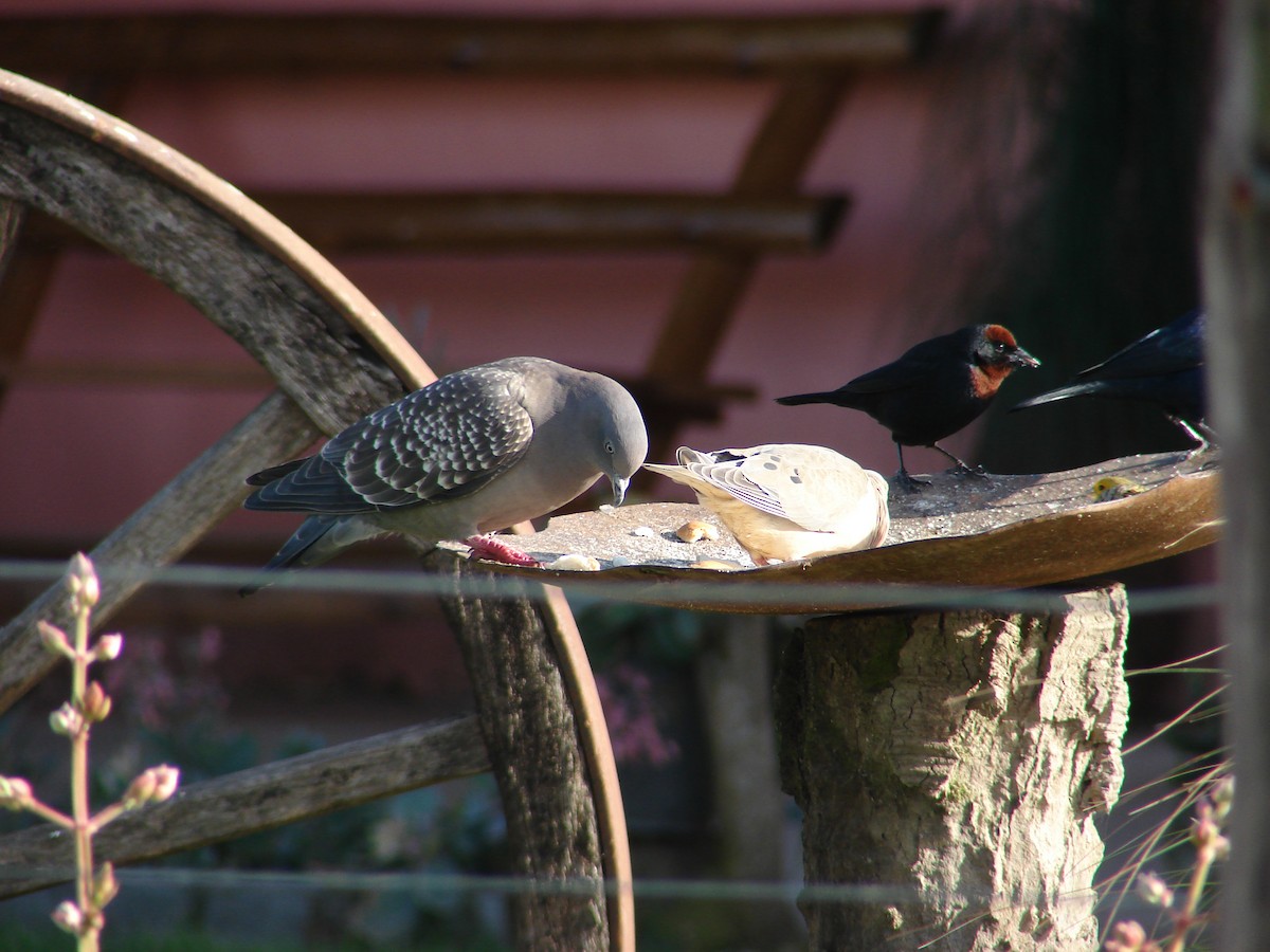 Spot-winged Pigeon - ML620500292