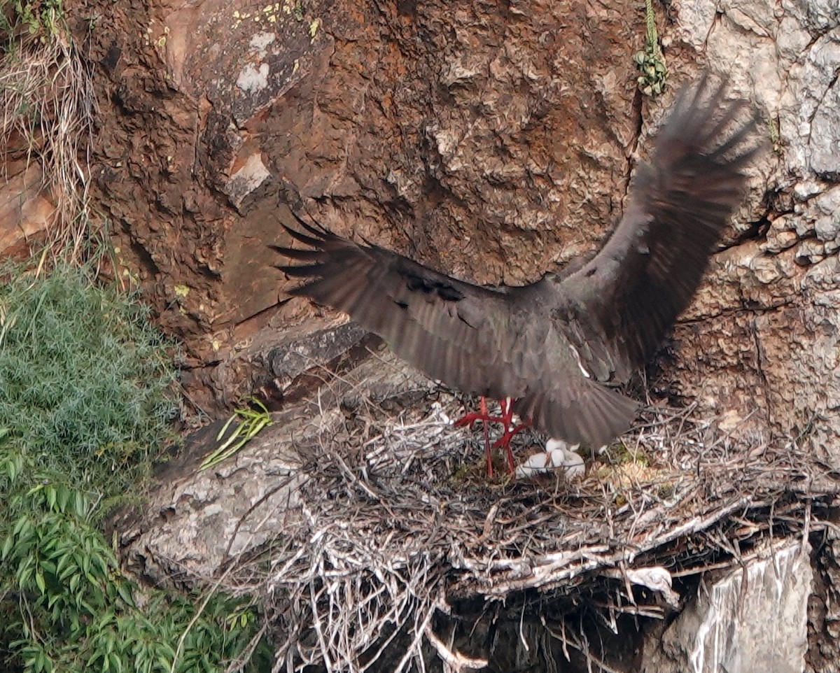 Black Stork - ML620500298