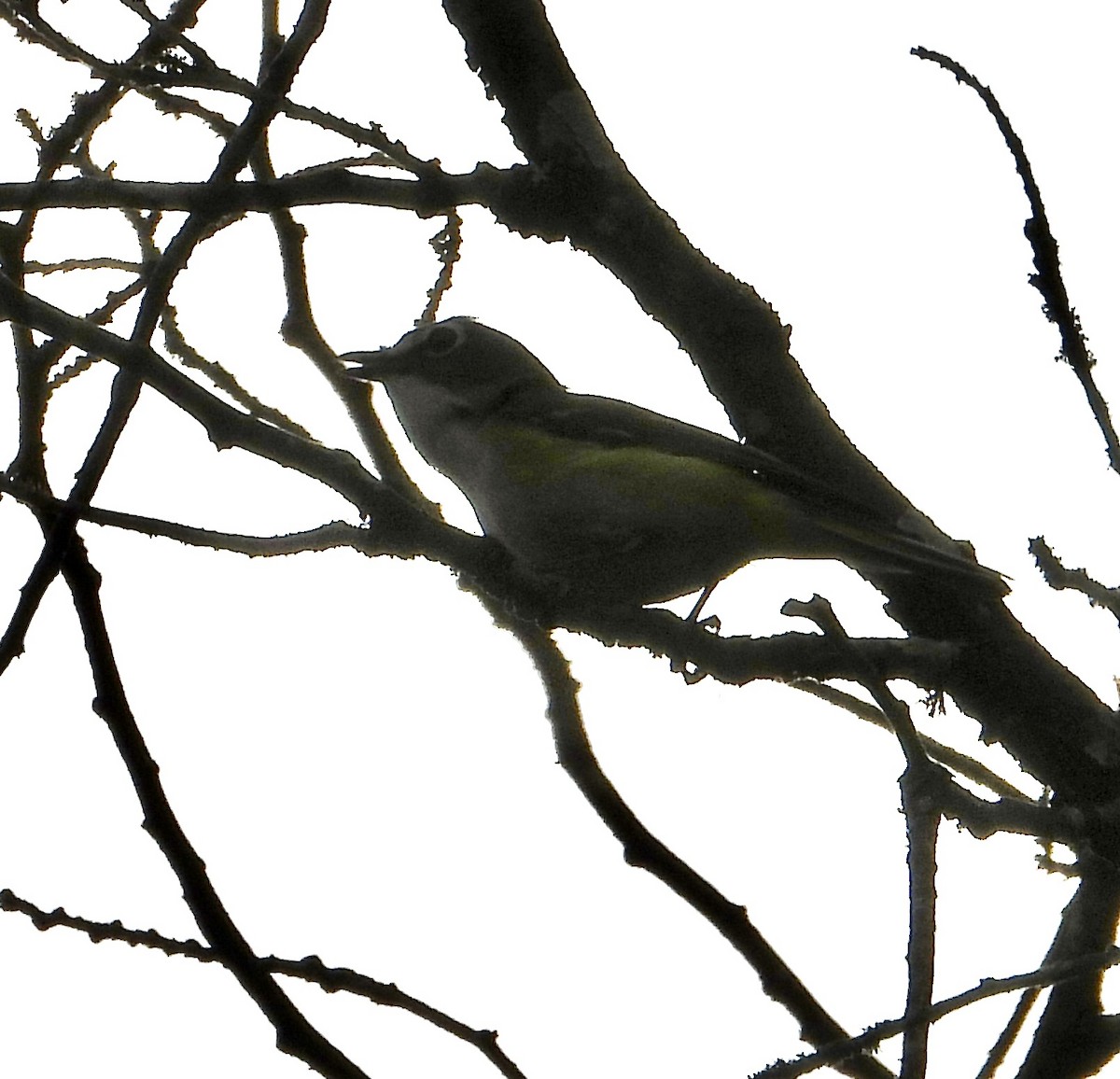 Blue-headed Vireo - ML620500299