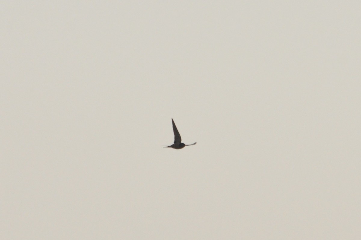 Barn Swallow - ML620500306