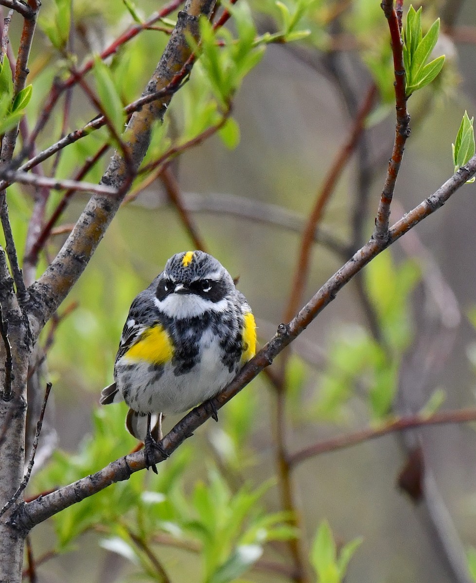 Yellow-rumped Warbler - ML620500308