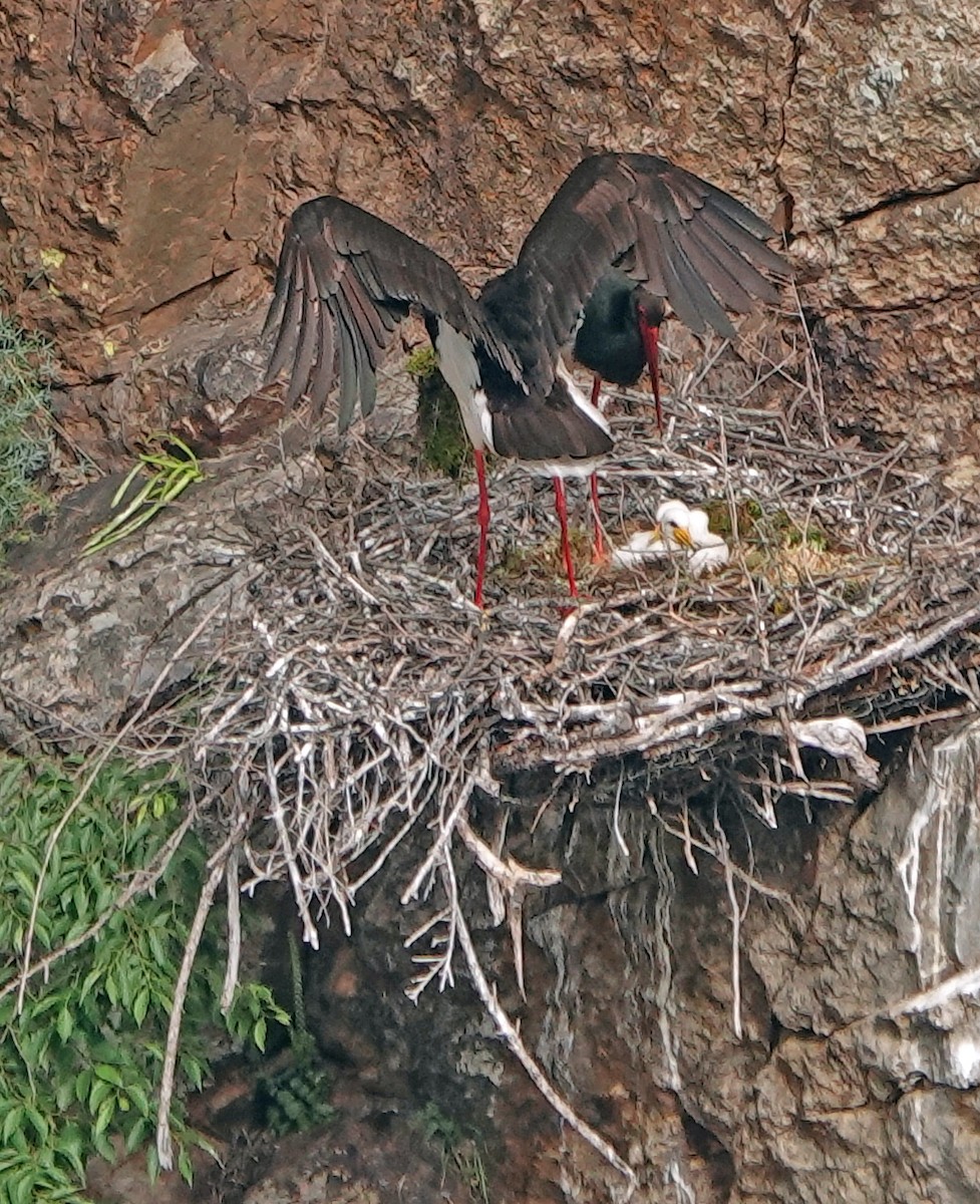 Black Stork - ML620500314