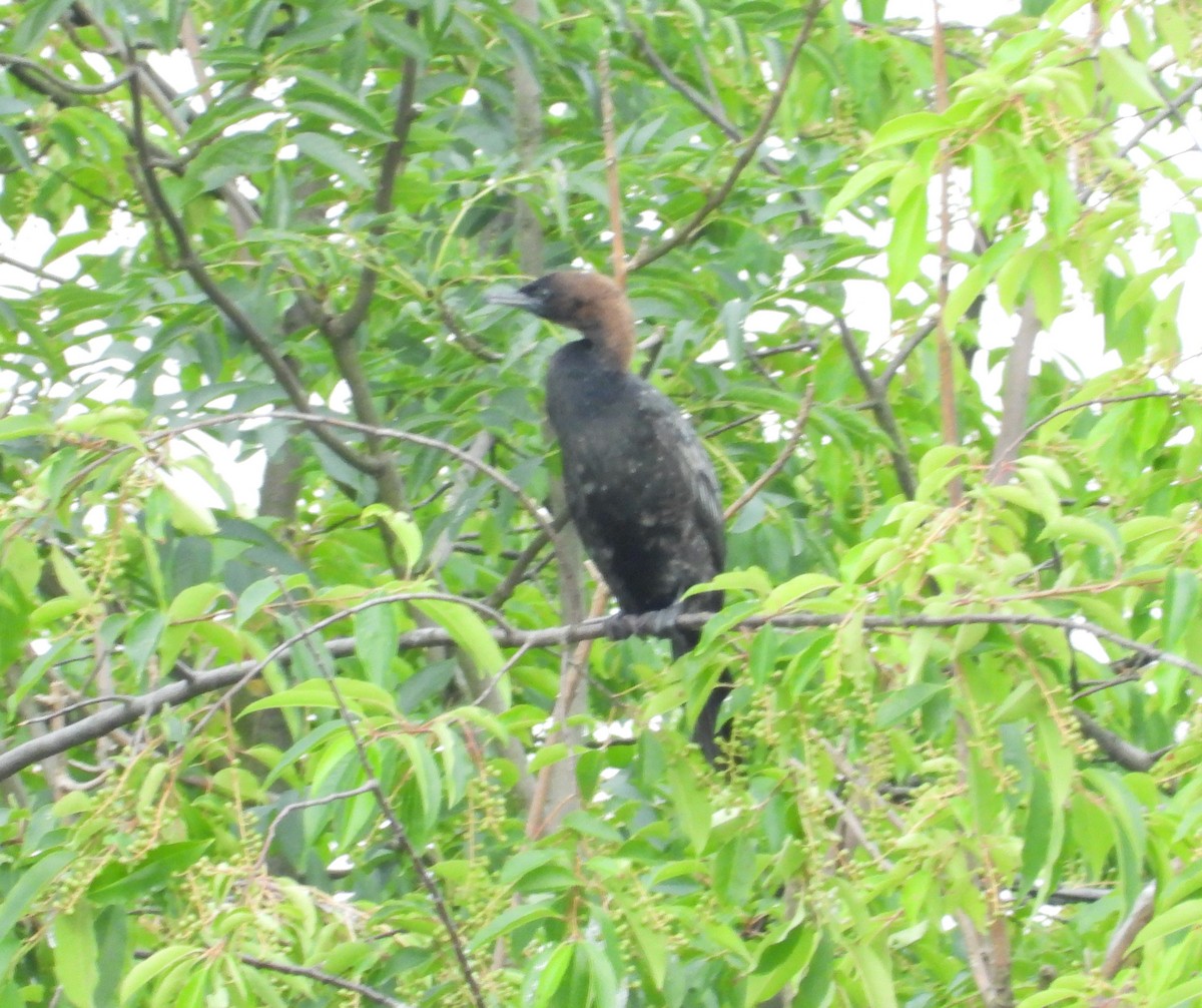 Pygmy Cormorant - ML620500318