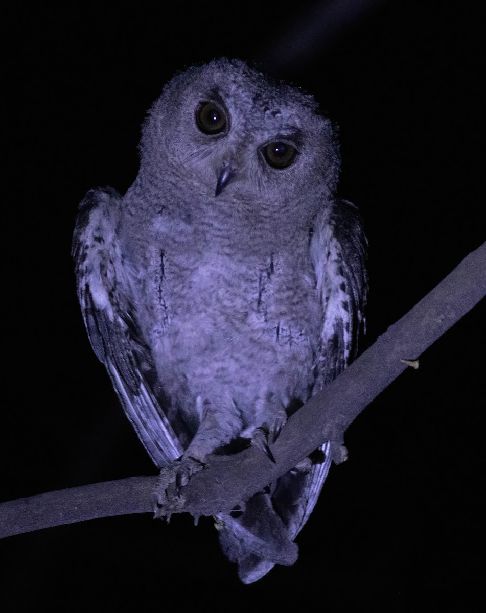 Indian Scops-Owl - ML620500322