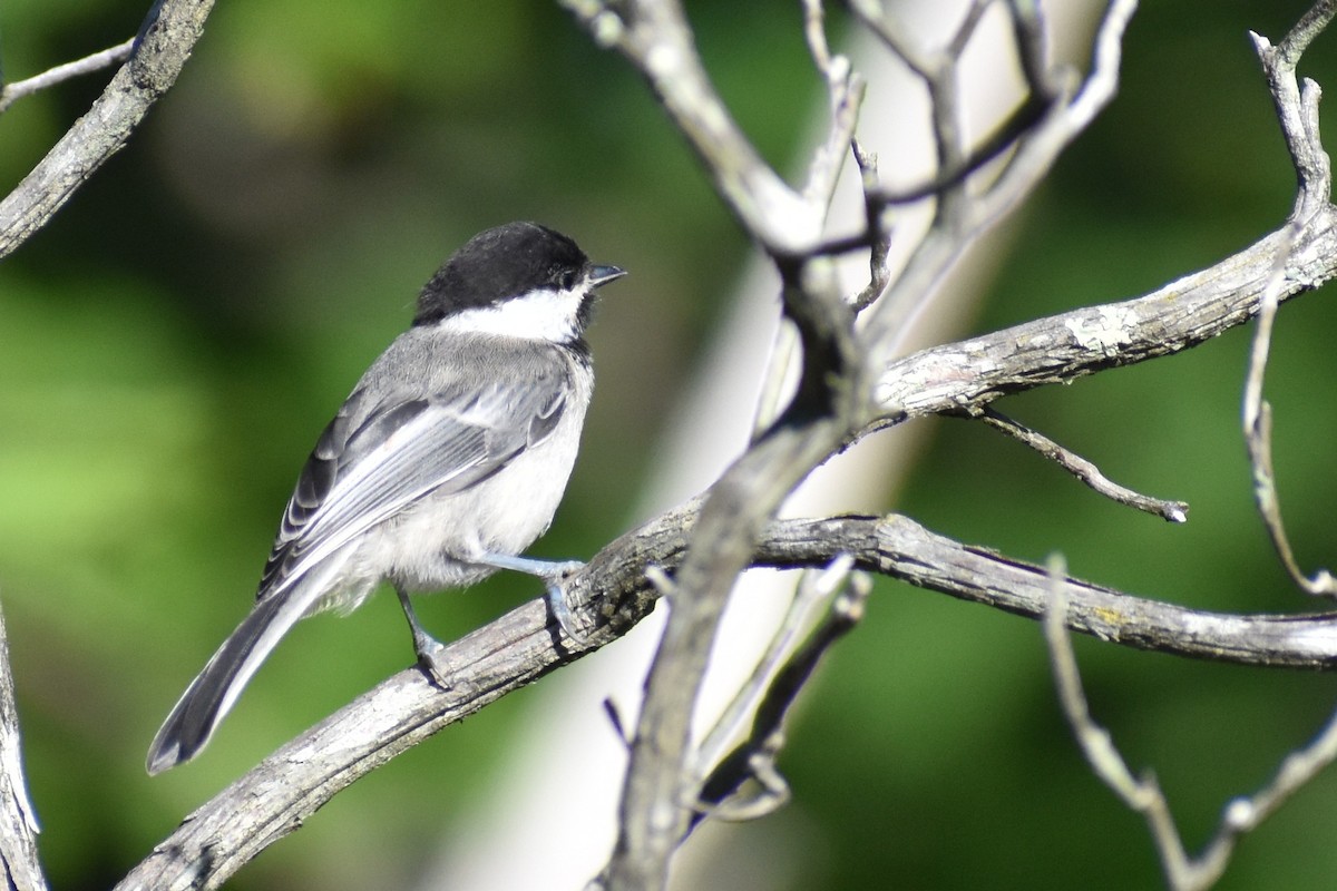 Mésange à tête noire - ML620500328