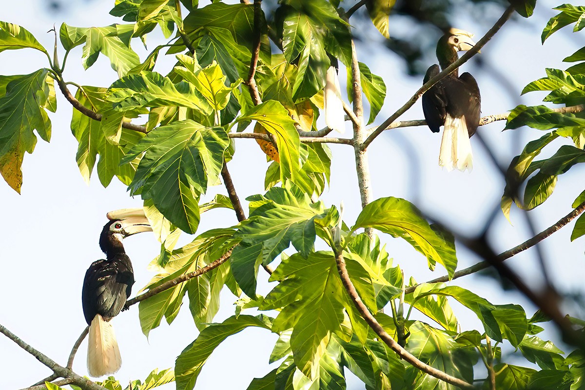 Palawan Hornbill - ML620500329