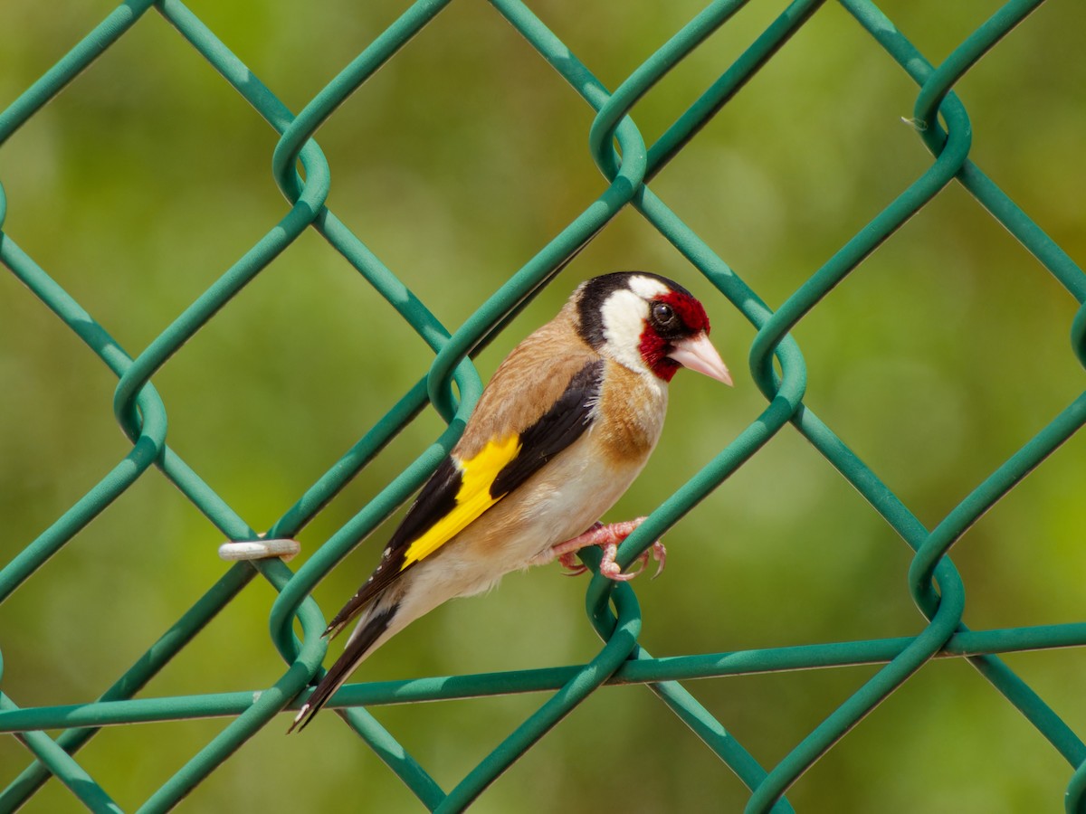 European Goldfinch - Ankur Dave