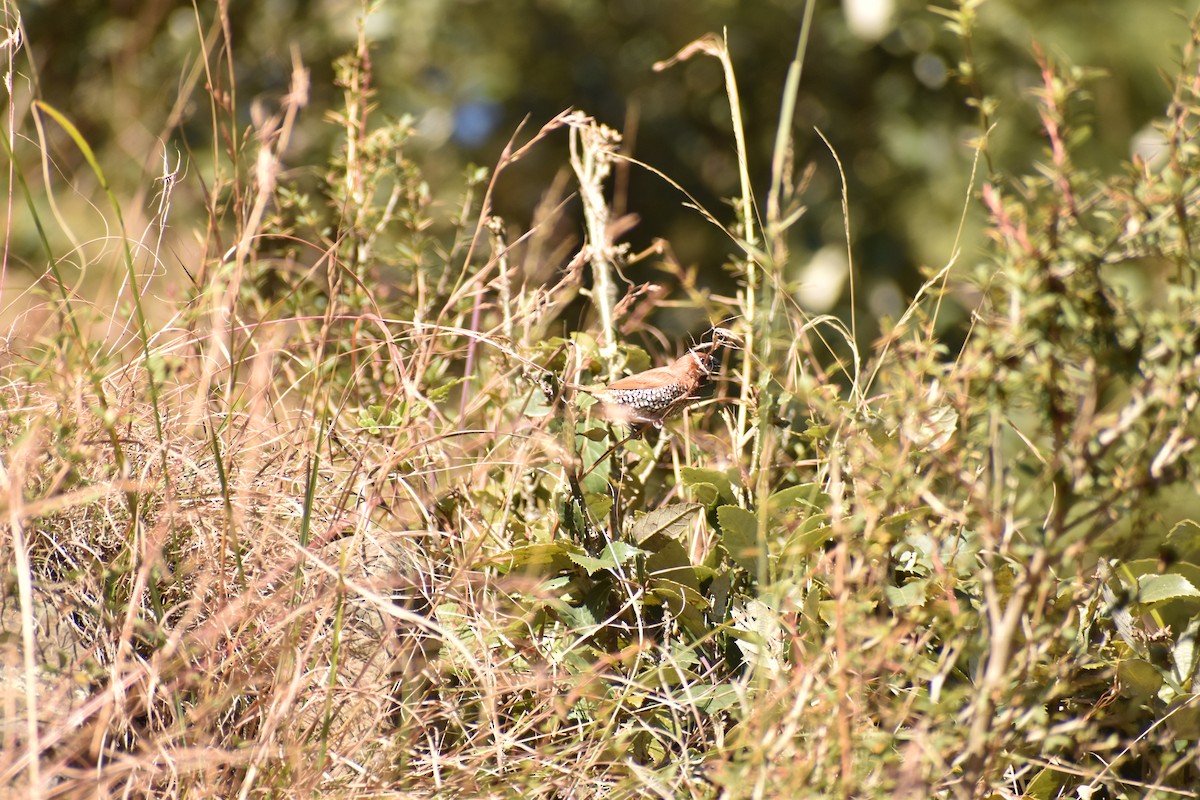 Himalayan Bluetail - ML620500335