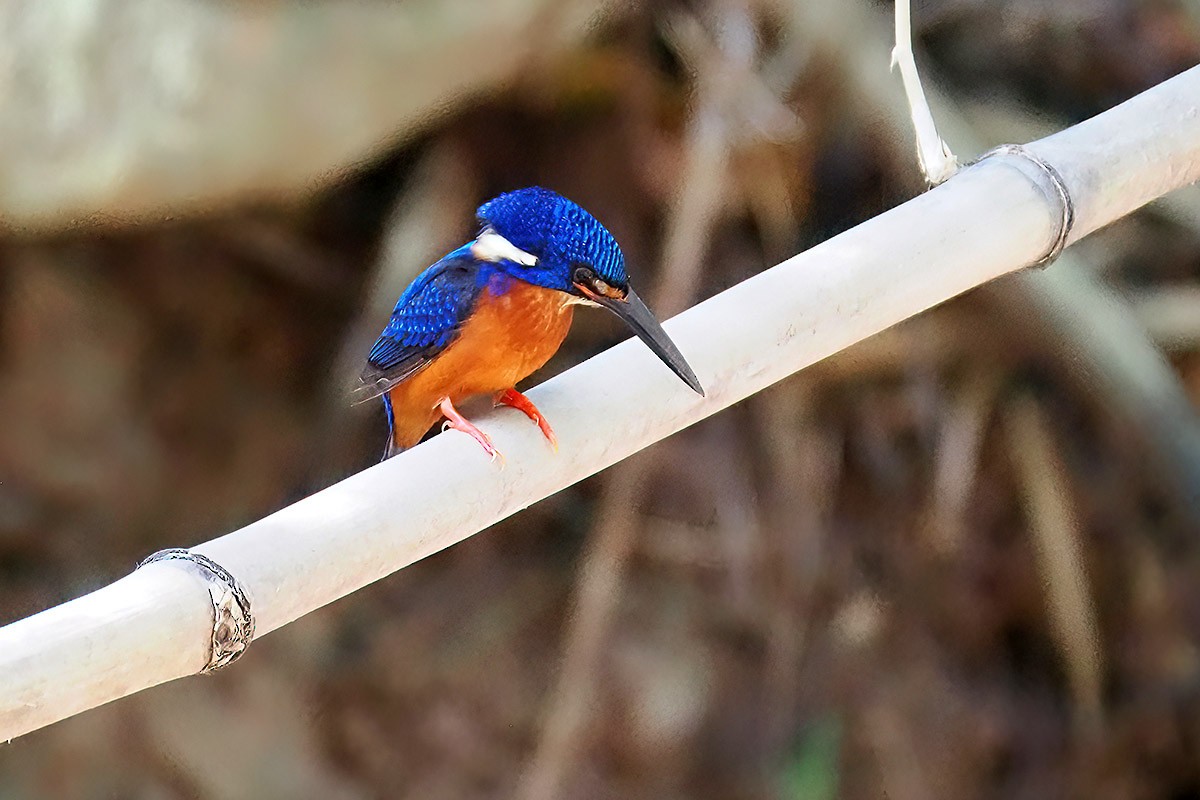 Blue-eared Kingfisher - ML620500336