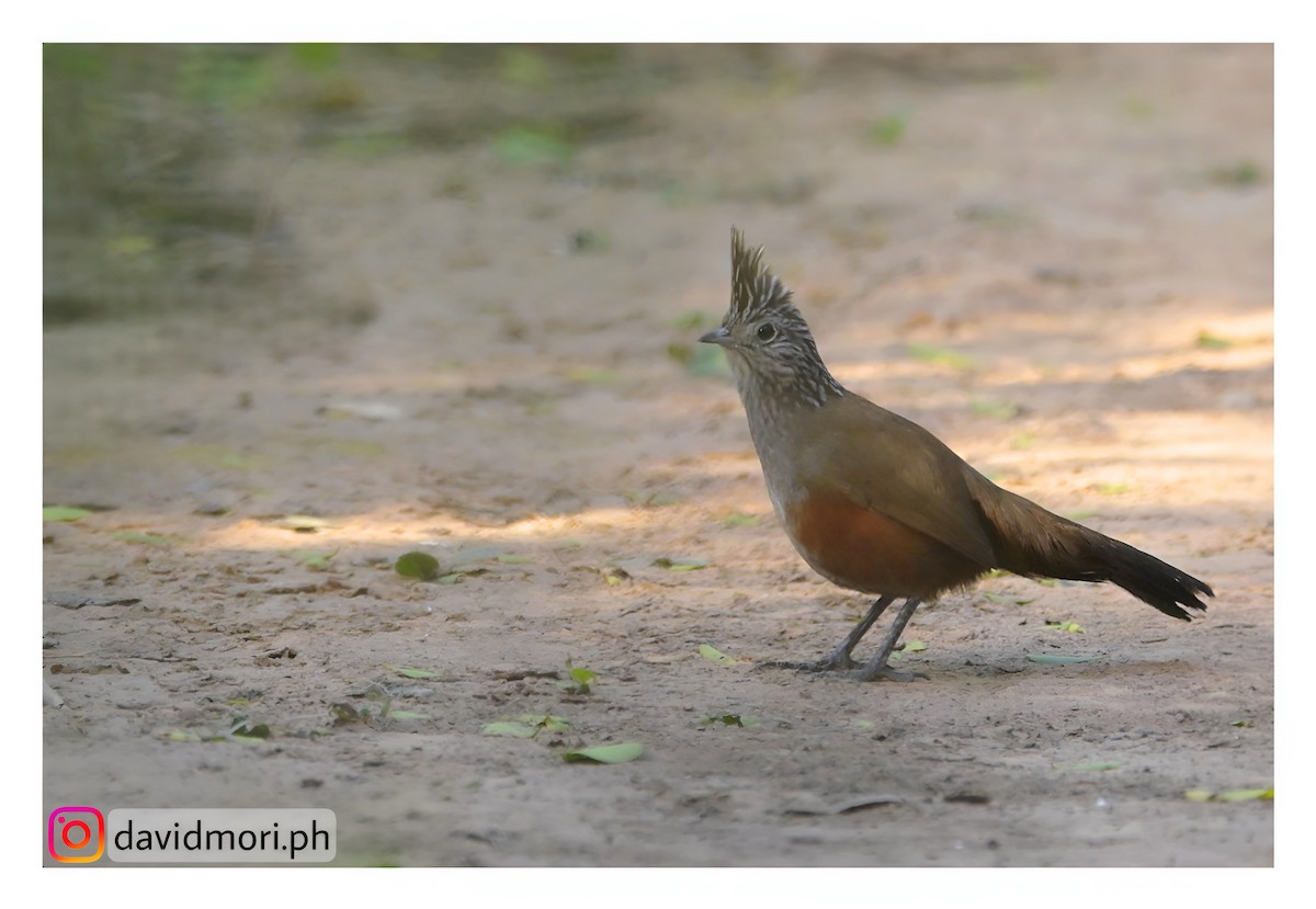 Crested Gallito - ML620500349