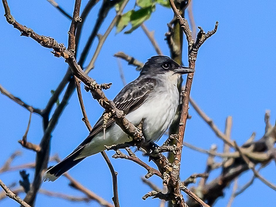 Schieferrücken-Königstyrann - ML620500351