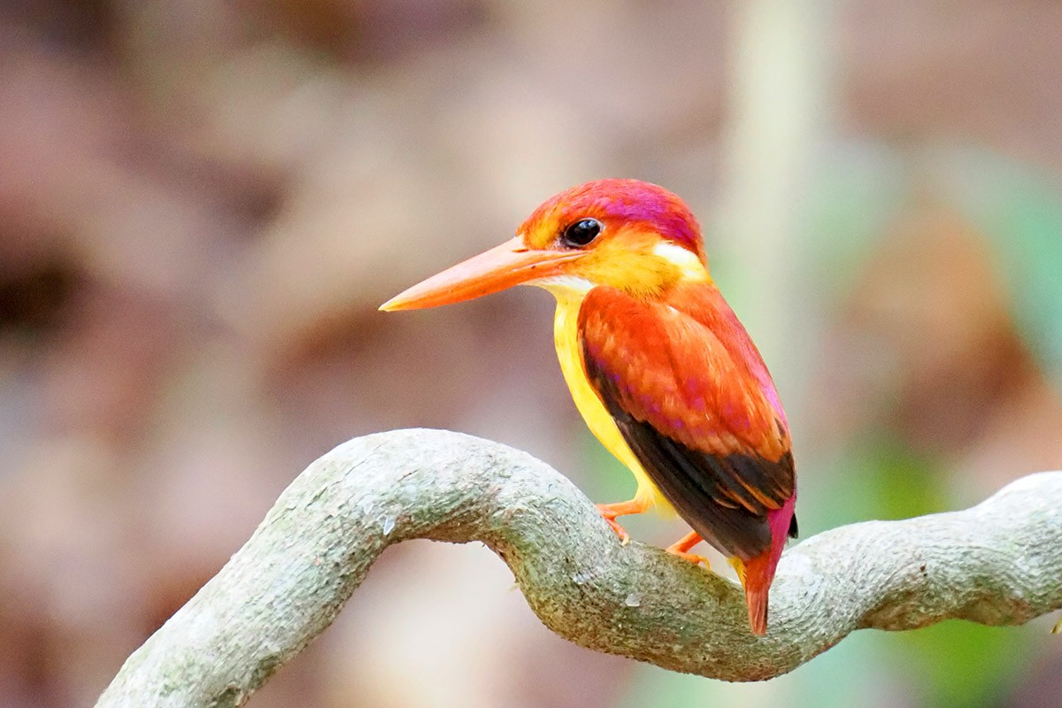 Rufous-backed Dwarf-Kingfisher - ML620500352