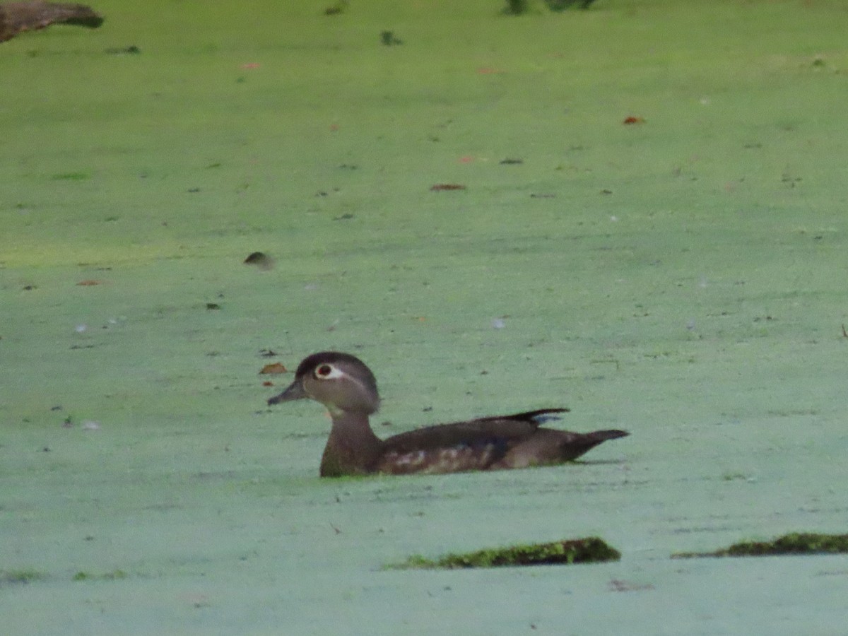 Wood Duck - ML620500354