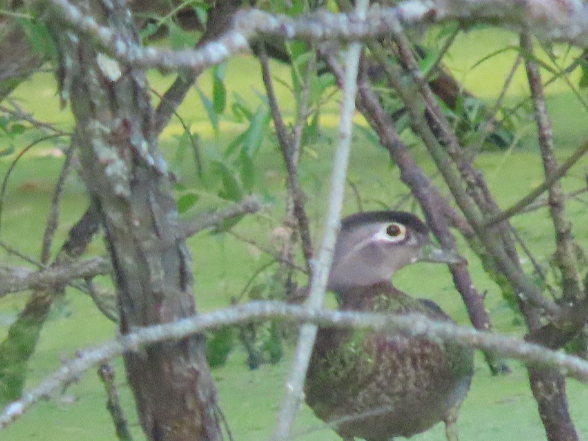 Wood Duck - ML620500357