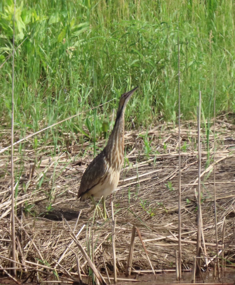 American Bittern - ML620500367