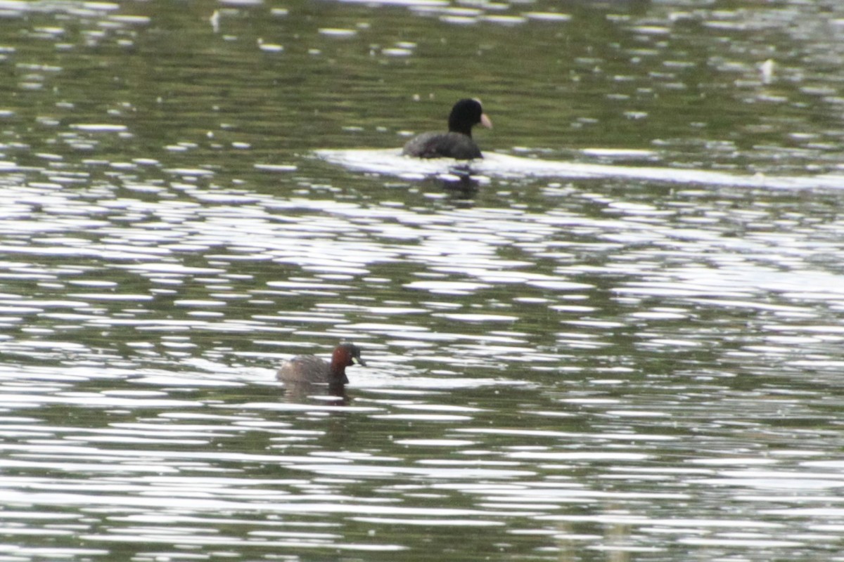 Little Grebe - ML620500368