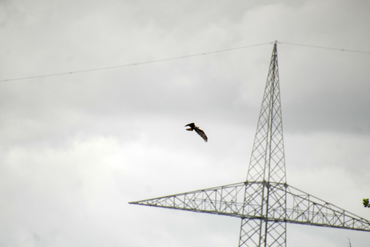 Western Marsh Harrier - ML620500372