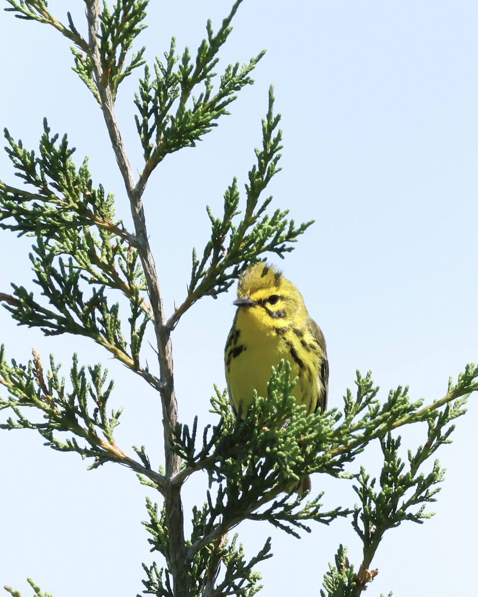 Paruline des prés - ML620500373