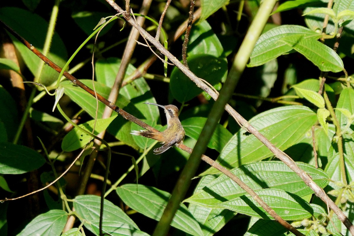 Полосатохвостый колибри-отшельник - ML620500376