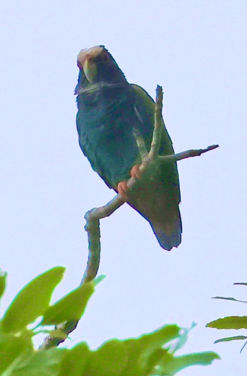 White-crowned Parrot - ML620500379