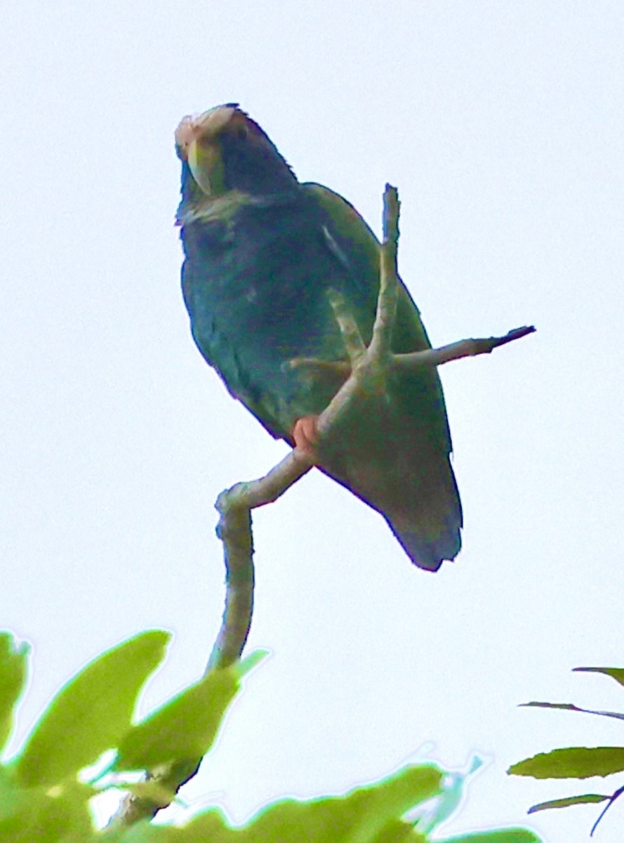 White-crowned Parrot - ML620500380