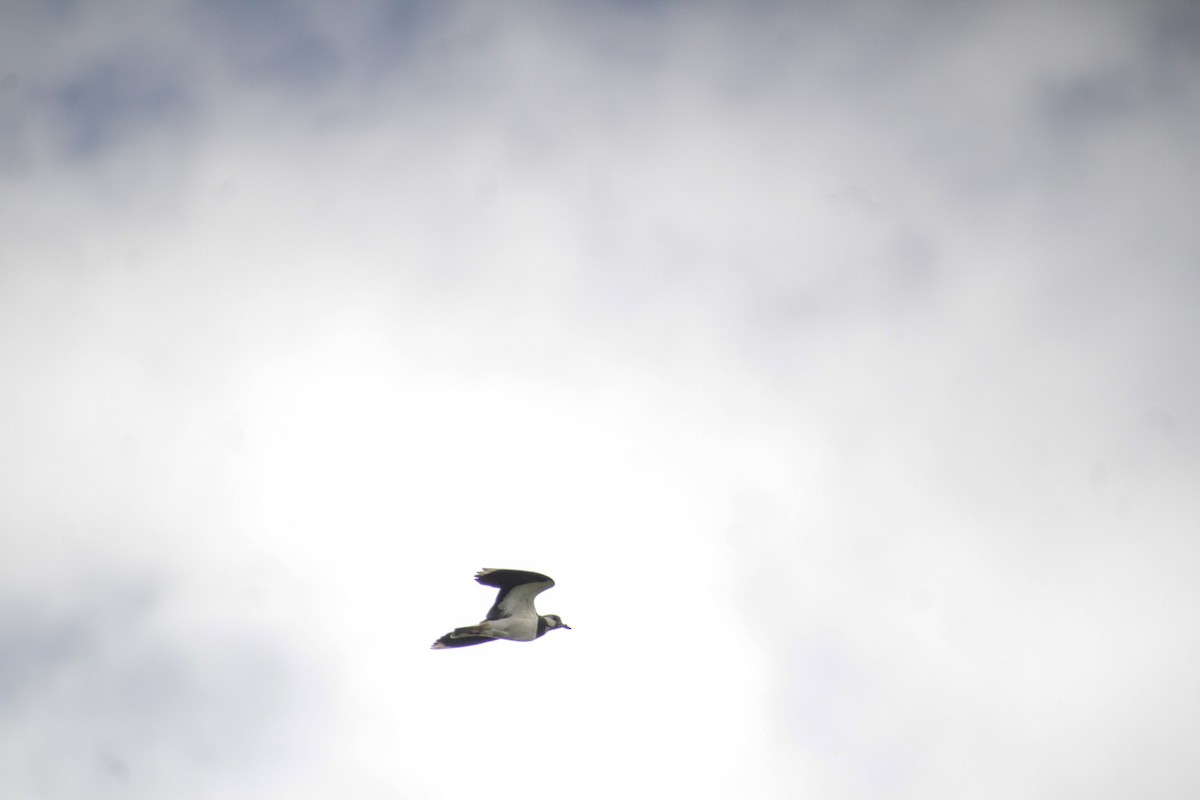 Northern Lapwing - Guillaume Calcagni