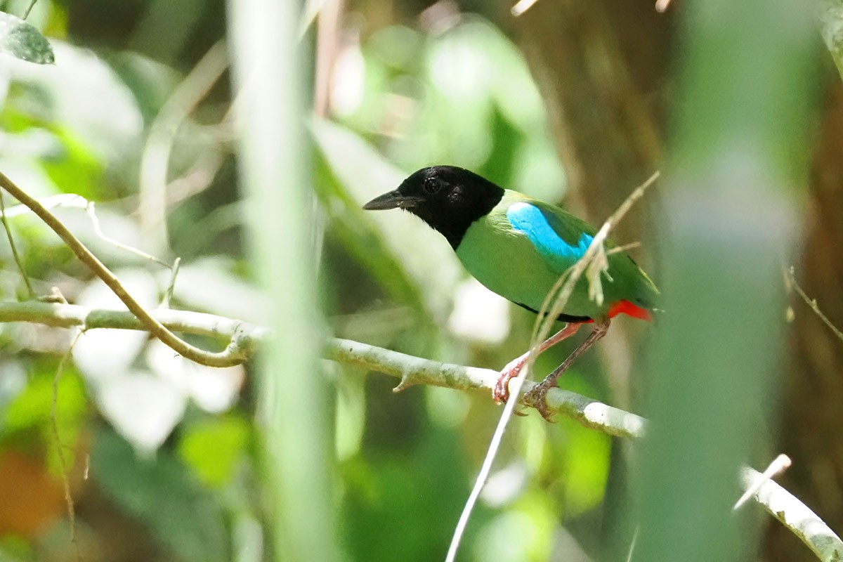 綠胸八色鳥(sordida/palawanensis) - ML620500384