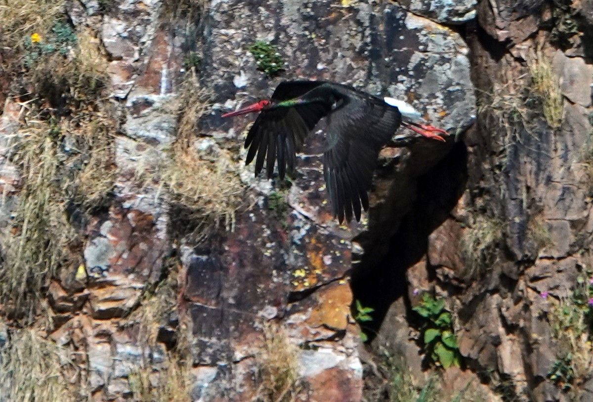 Black Stork - ML620500388