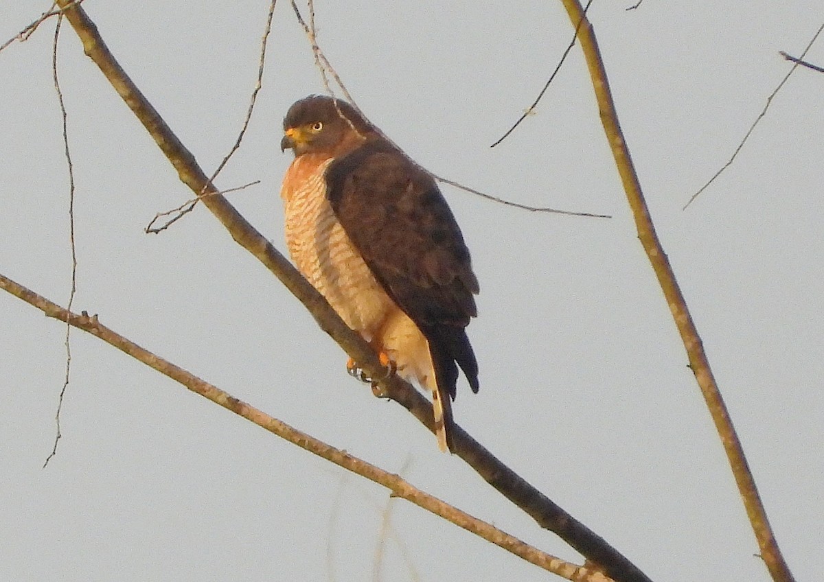 Roadside Hawk - ML620500389