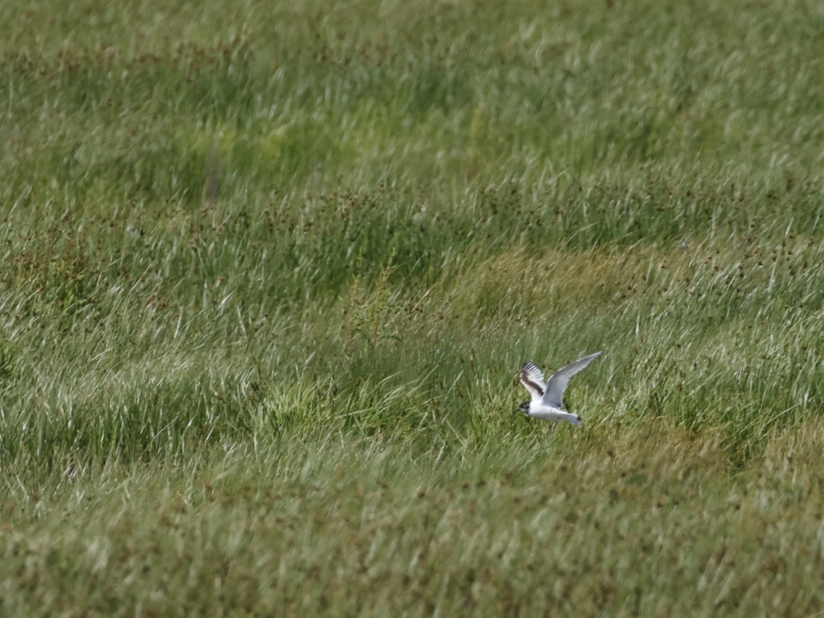 Little Gull - Gary Allport