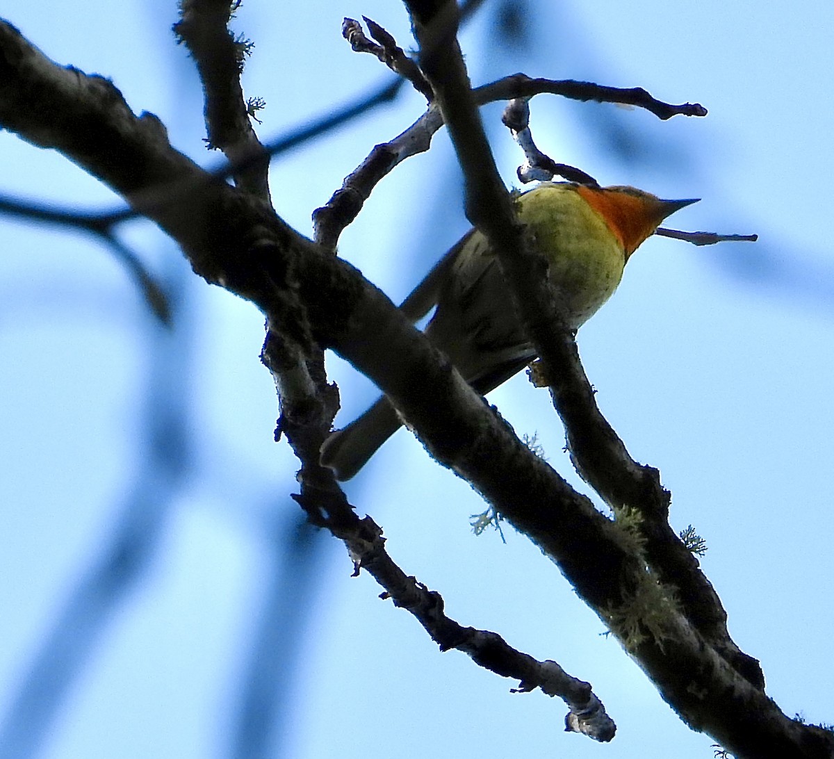 Blackburnian Warbler - ML620500399