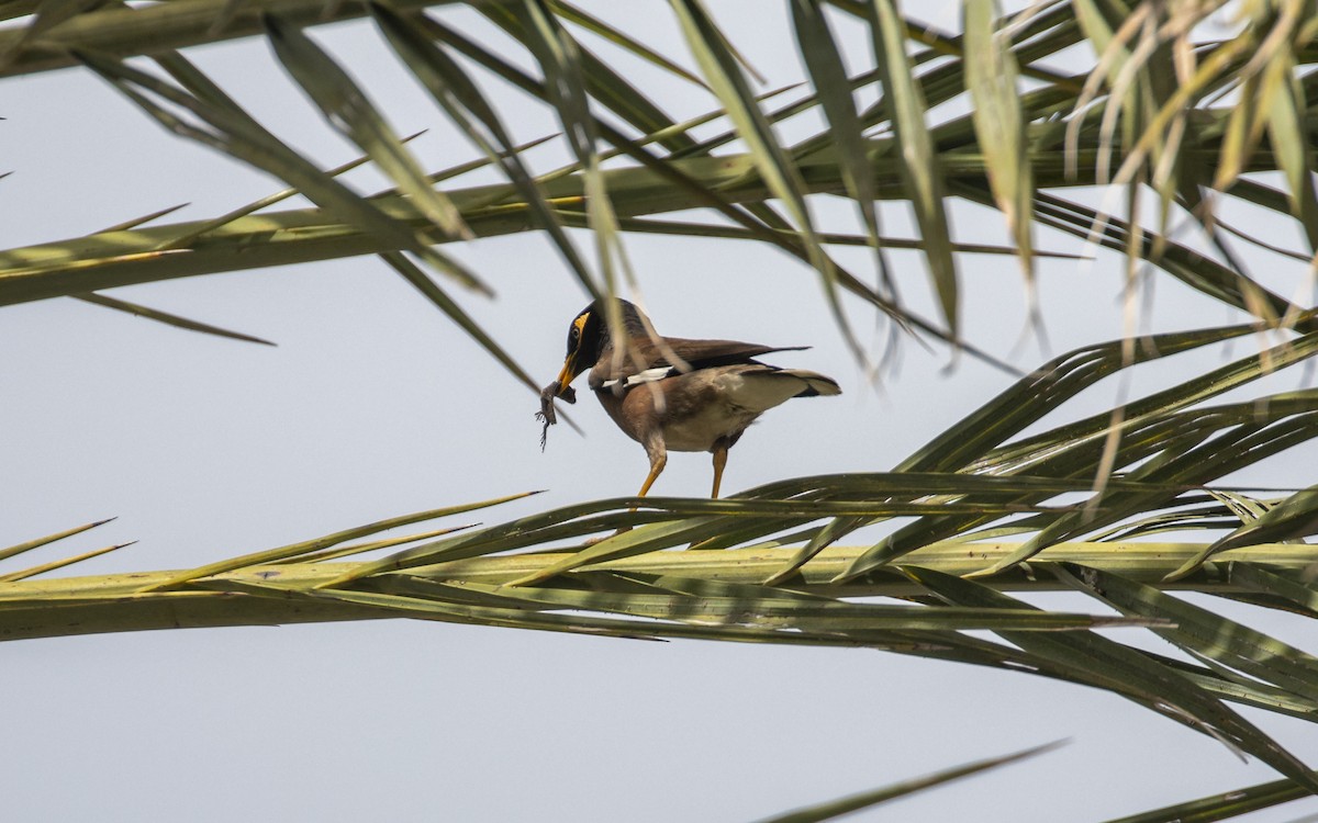 Common Myna - ML620500412