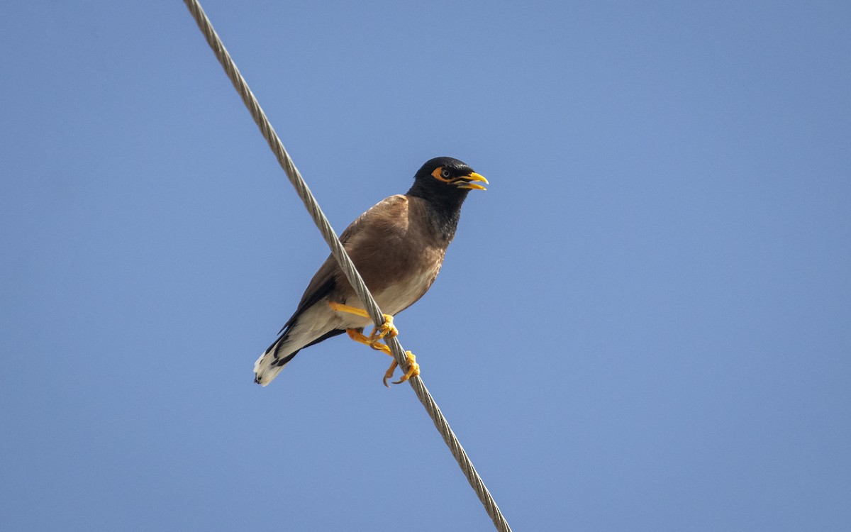 Common Myna - ML620500413