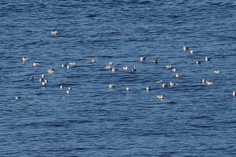 Herring Gull - ML620500421