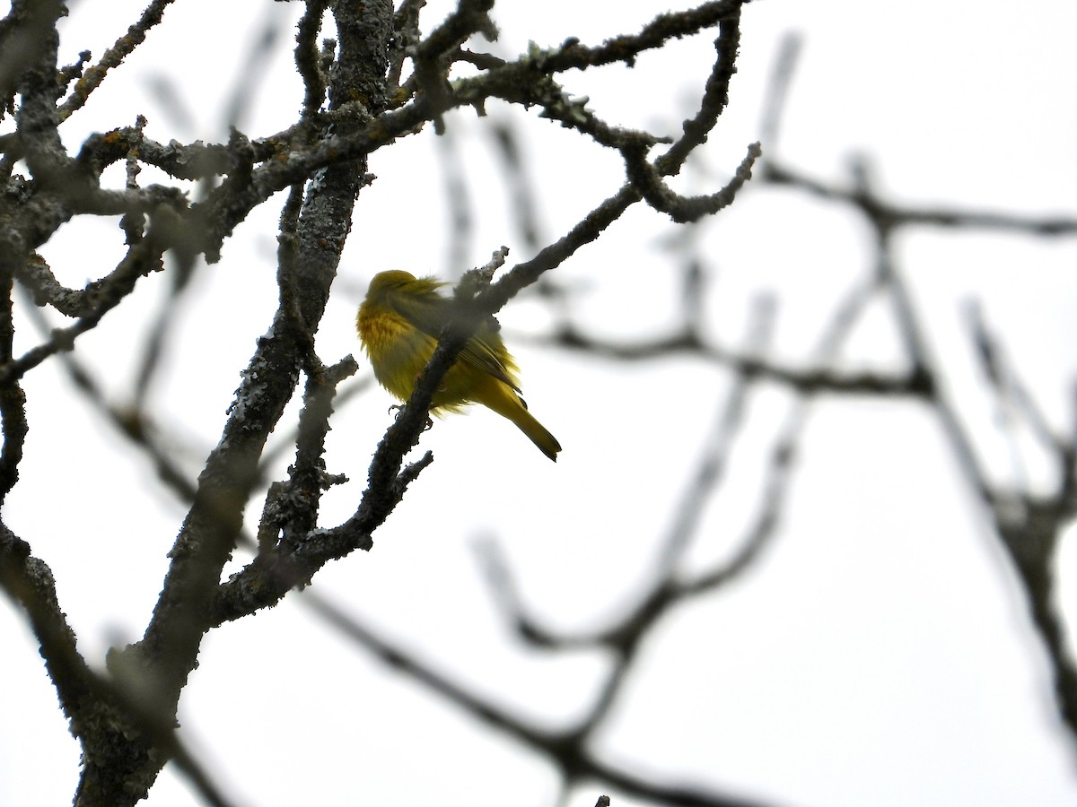 Yellow Warbler - ML620500429
