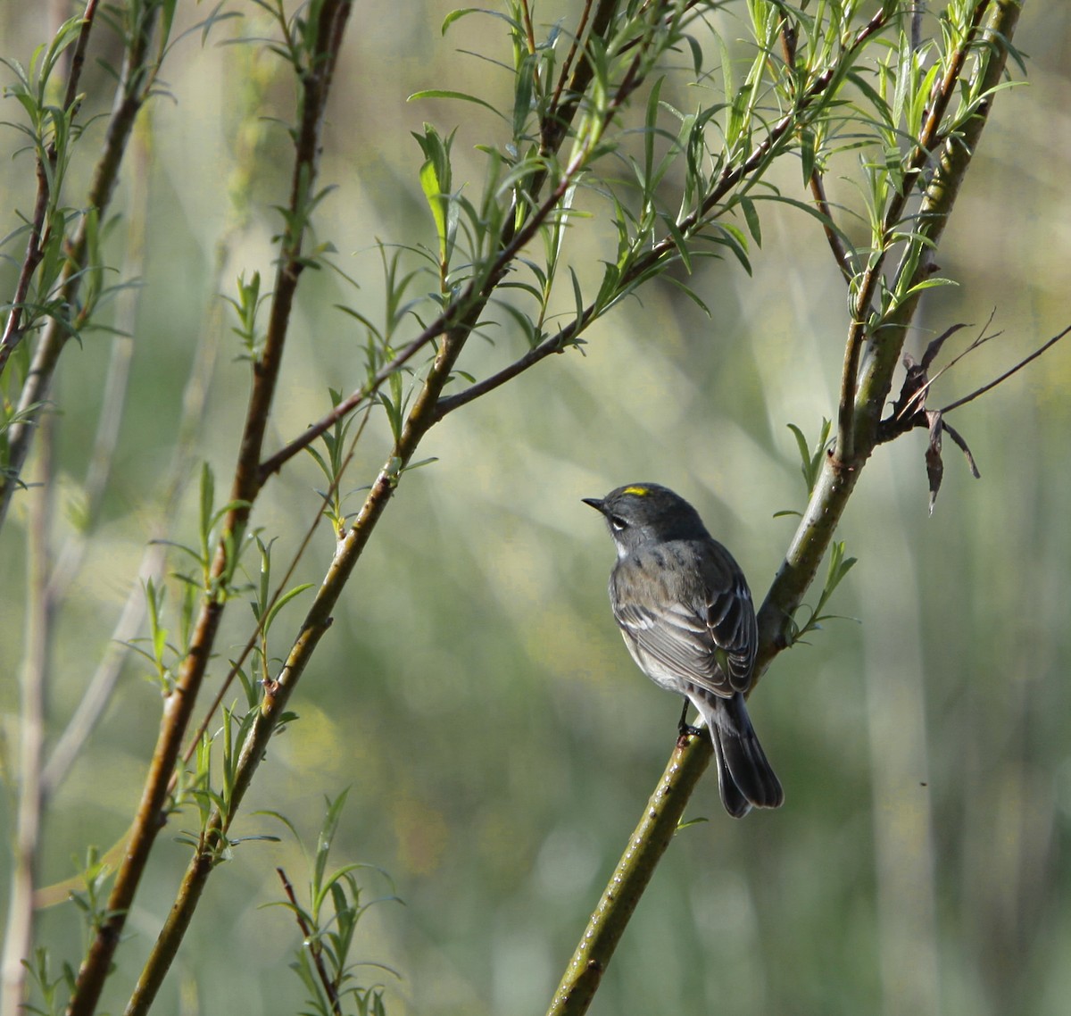 Yellow-rumped Warbler - ML620500444