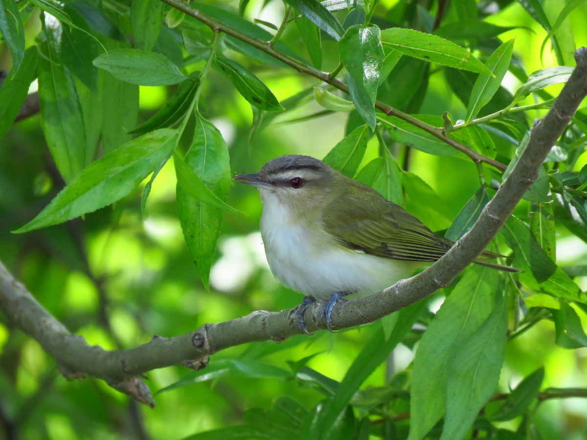 Vireo Ojirrojo - ML620500456