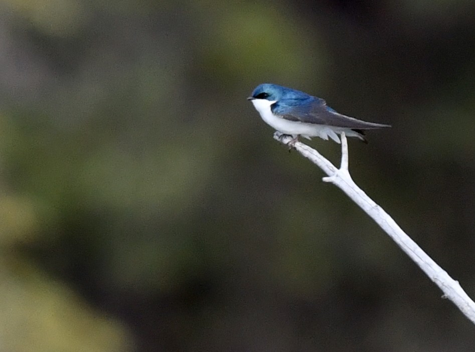 Tree Swallow - Kristen Cart