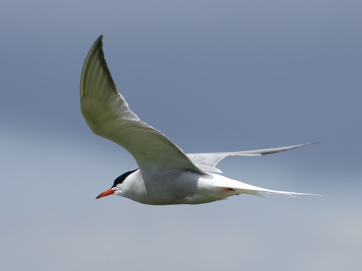 Common Tern - ML620500463