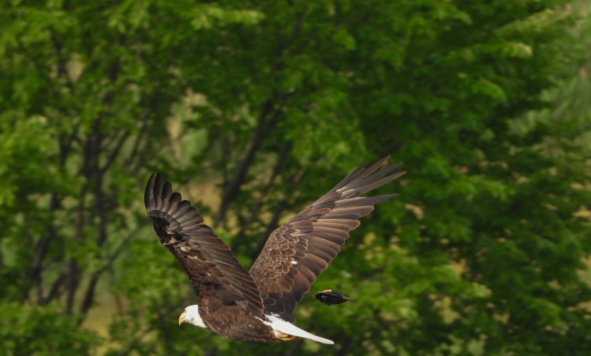 Bald Eagle - ML620500464